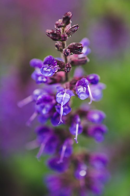 Free Photo of Purple Flowers Stock Photo