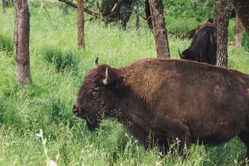 Základová fotografie zdarma na téma bizon, býk, denní světlo