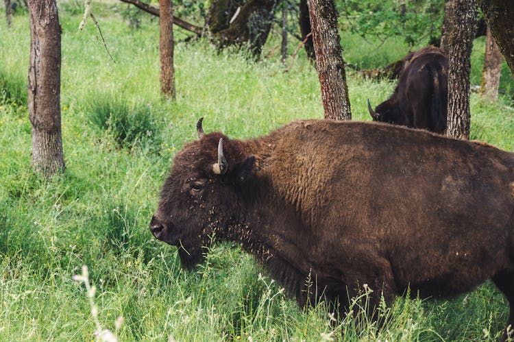 Brown Bison Beside Tree