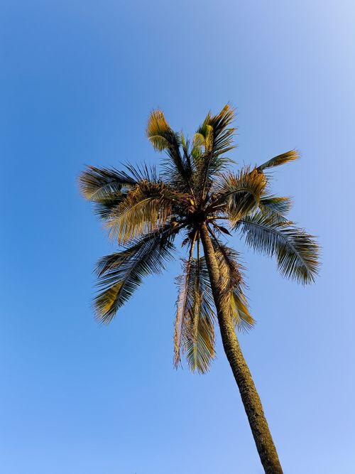 Free A tall palm tree silhouetted against a clear blue sky. Perfect for tropical and travel themes. Stock Photo