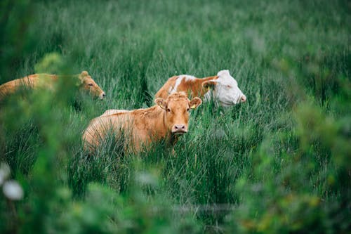 Безкоштовне стокове фото на тему «корови, пасовище, тварини»