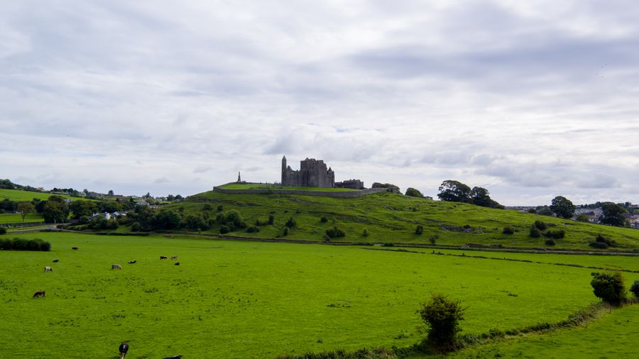 Landscape of the Rock of Cashel surrounded by green fields and grazing cattle under a cloudy sky