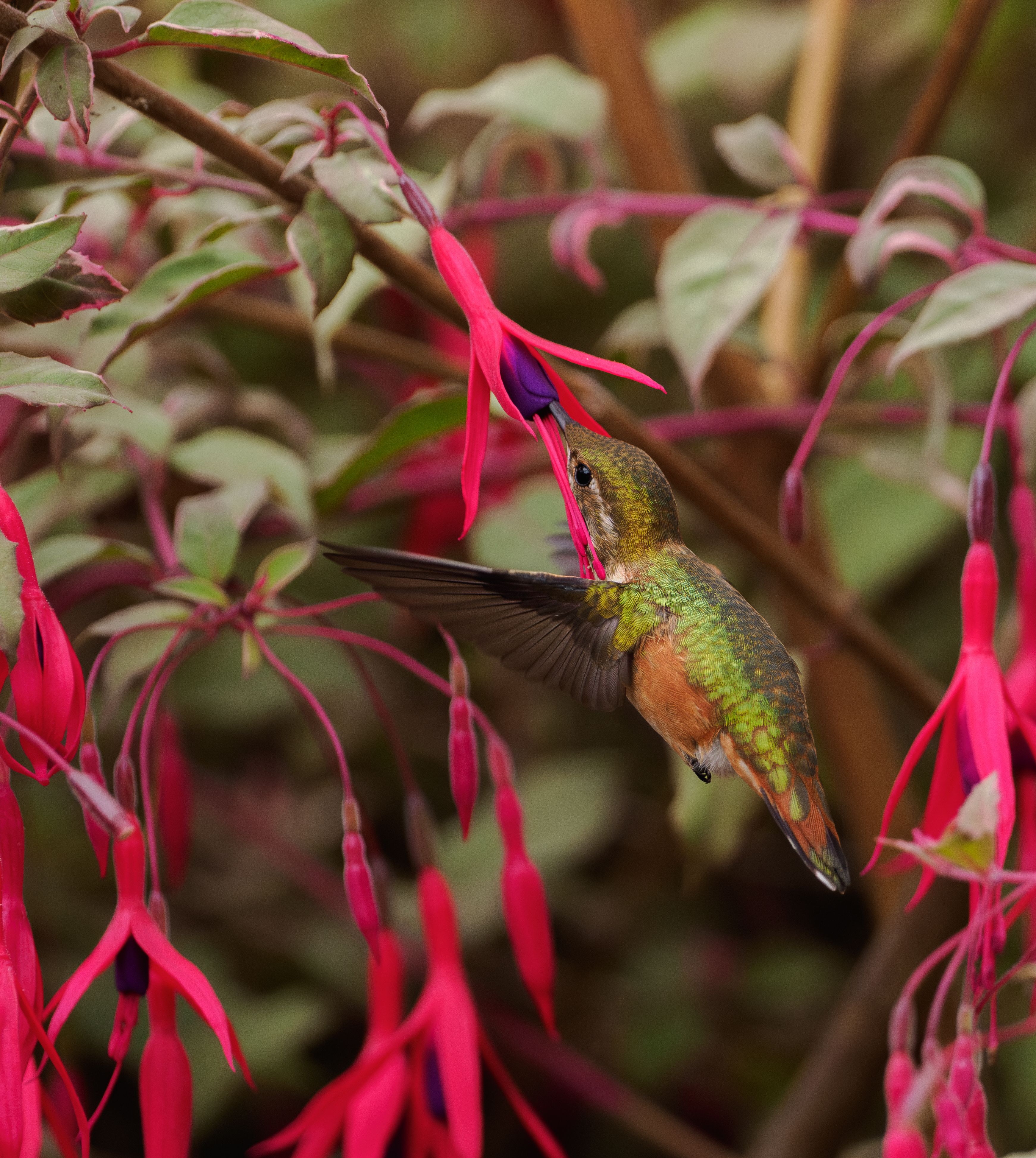 Hummingbird feeding on vibrant fuchsia flowers · Free Stock Photo