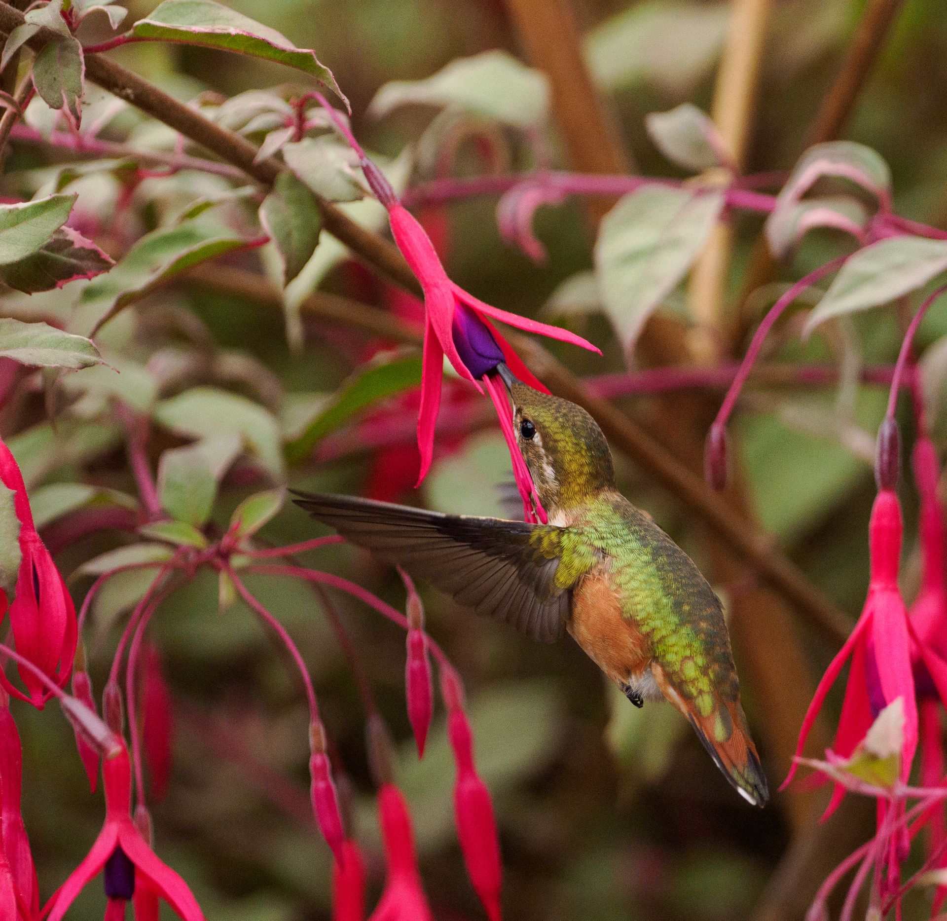 Close-up of a hummingbird feeding on a vibrant fuchsia flower in nature.