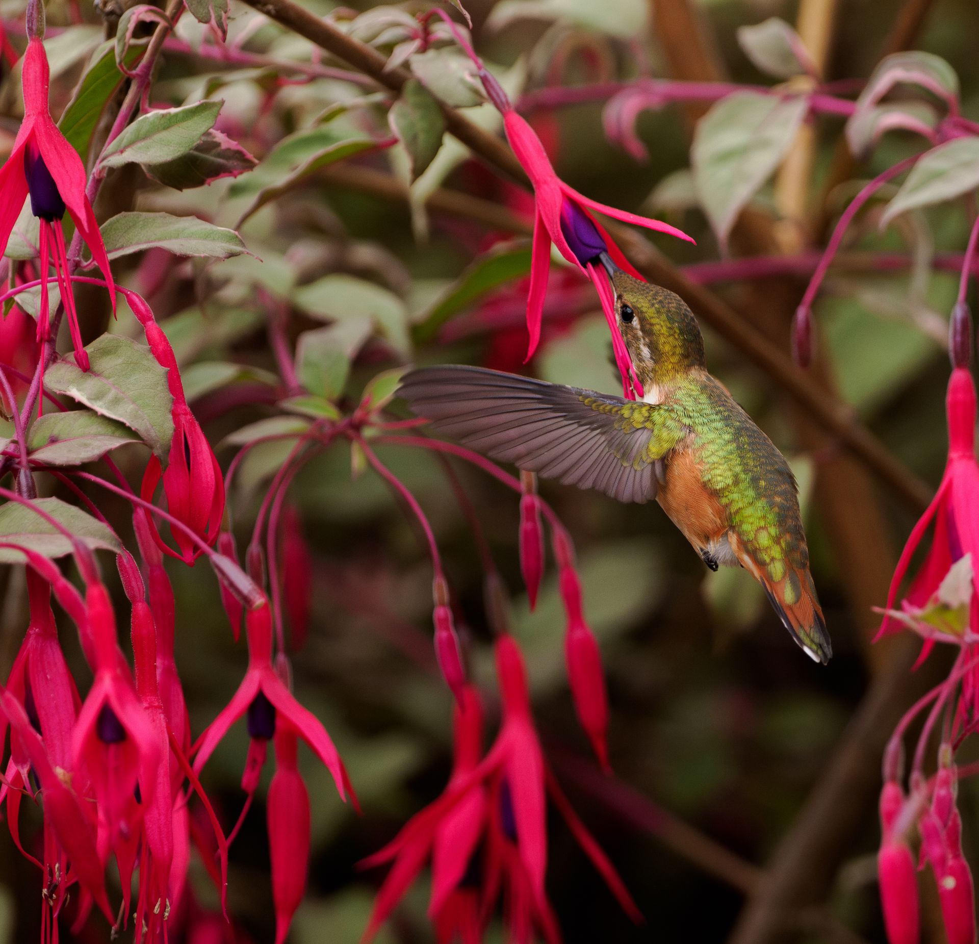 Hummingbird captured mid-flight feeding on vibrant pink fuchsia flowers.