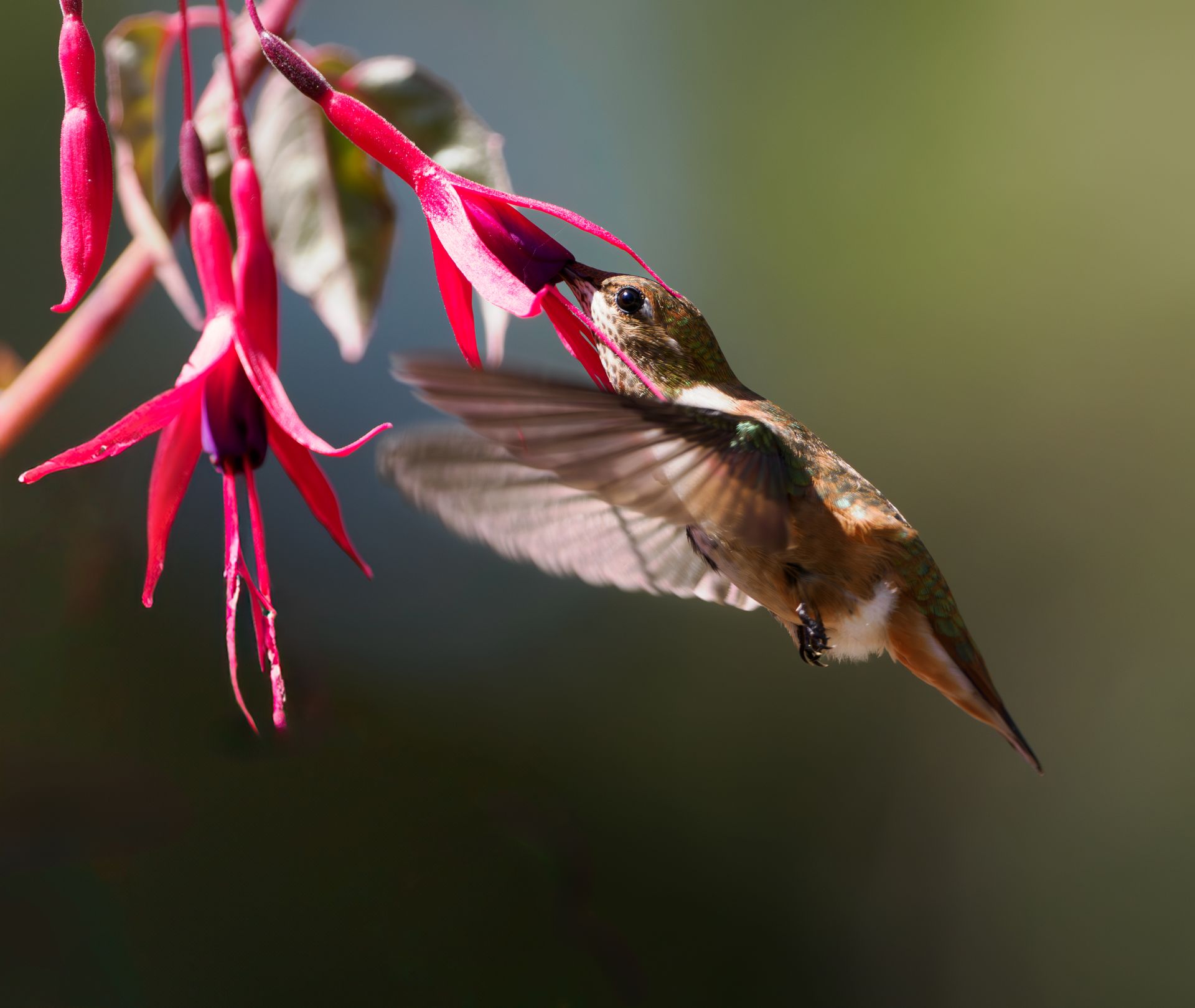 A vibrant hummingbird feeding from a striking pink fuchsia flower in natural light.