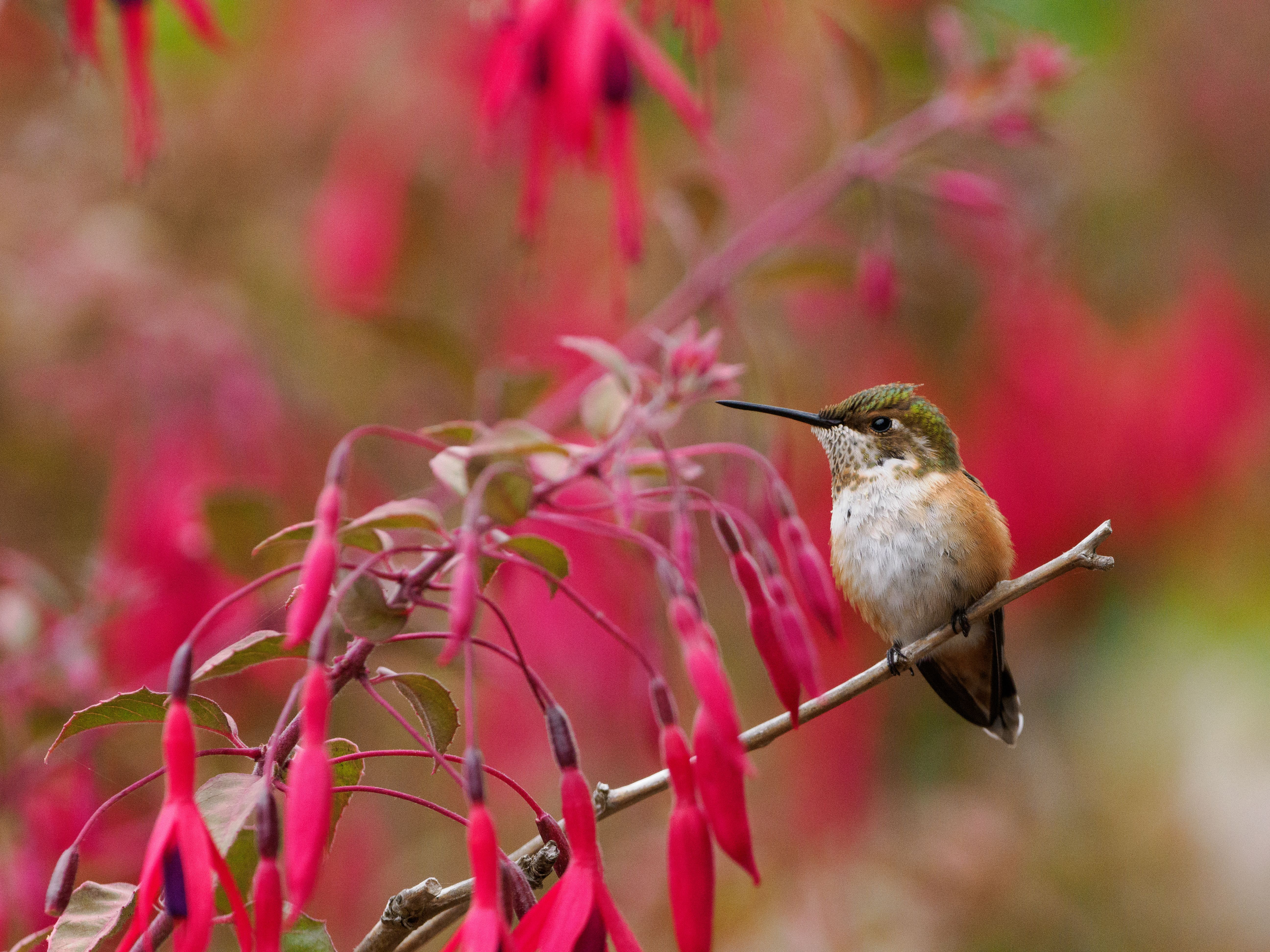 Hummingbird on Branch with Vibrant Red Flowers · Free Stock Photo