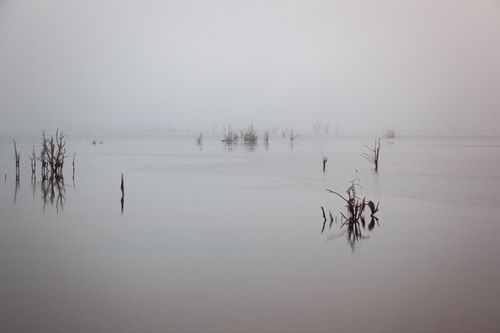 Free Serene and moody foggy lake scene with bare trees reflecting in calm waters. Stock Photo