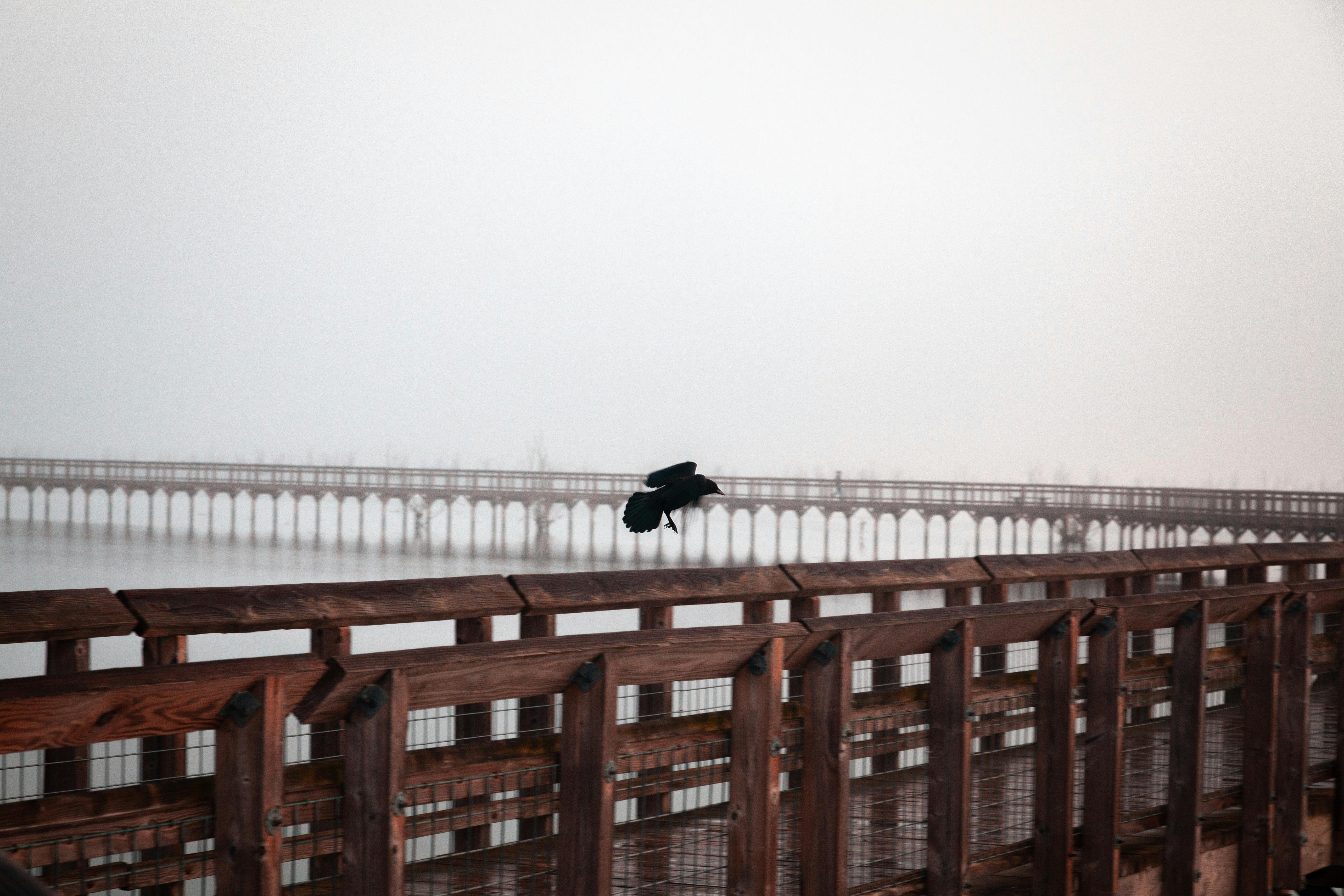 Free A crow in flight over a misty boardwalk, creating a serene atmosphere. Stock Photo
