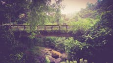 印度帕拉卡德附近郁郁葱葱的绿林中有一座风景桥，非常适合旅行和自然主题