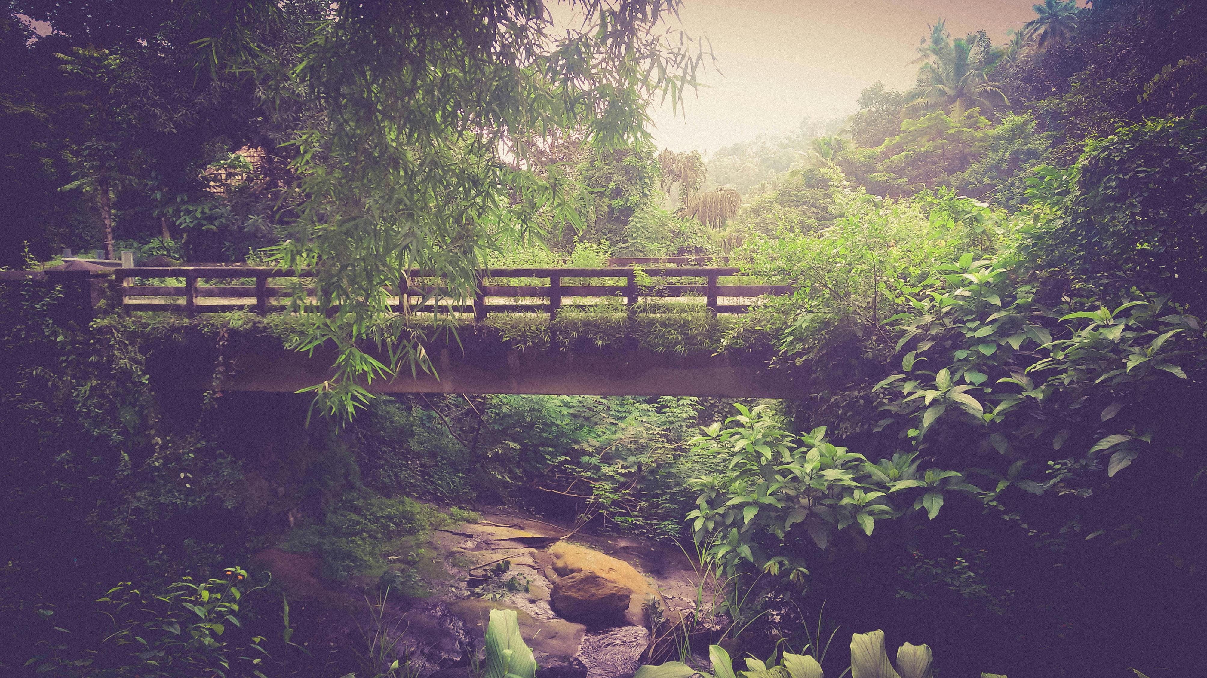 Rainforest during Foggy Day \u00b7 Free Stock Photo