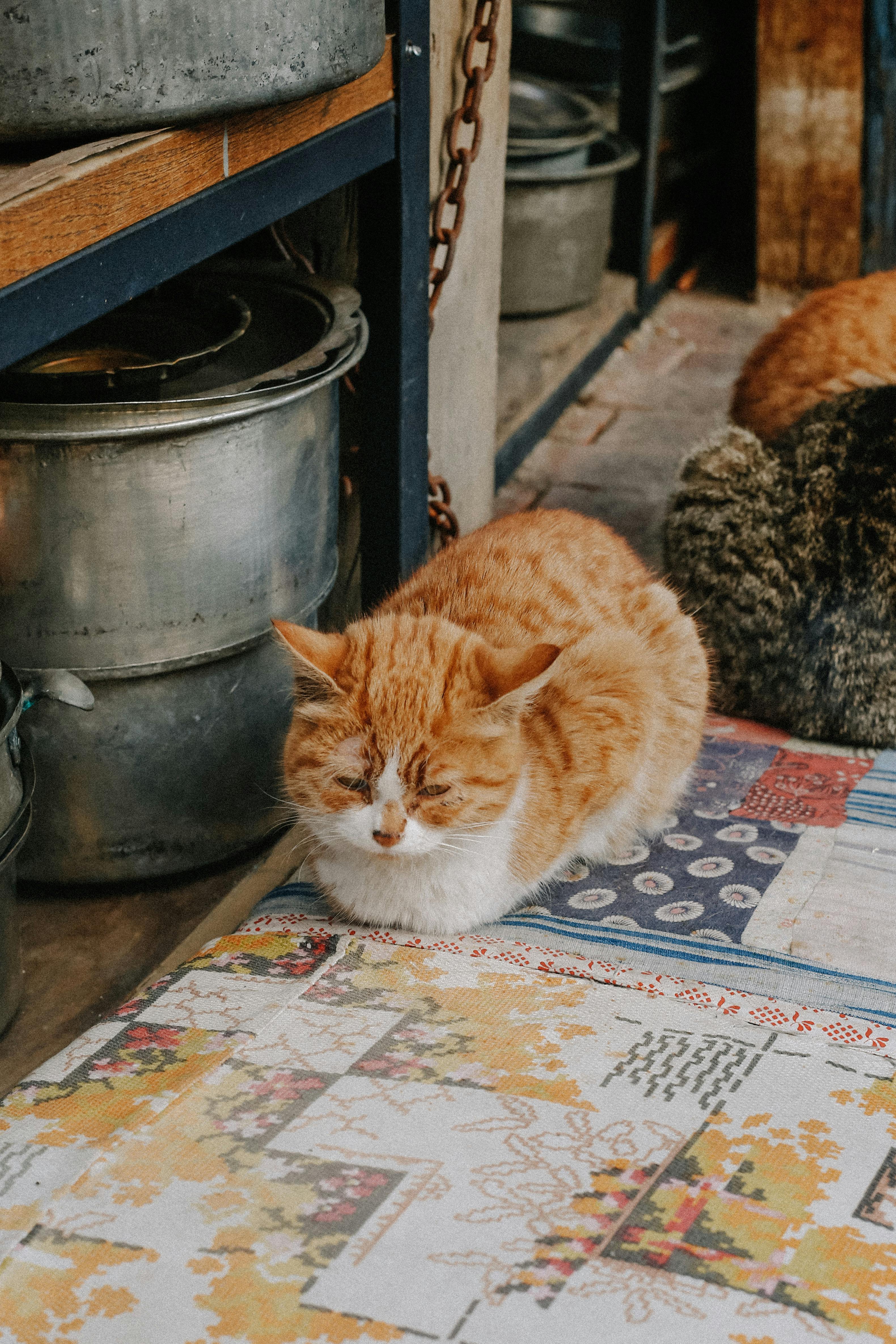 orange tabby cat resting indoors on patchwork rug