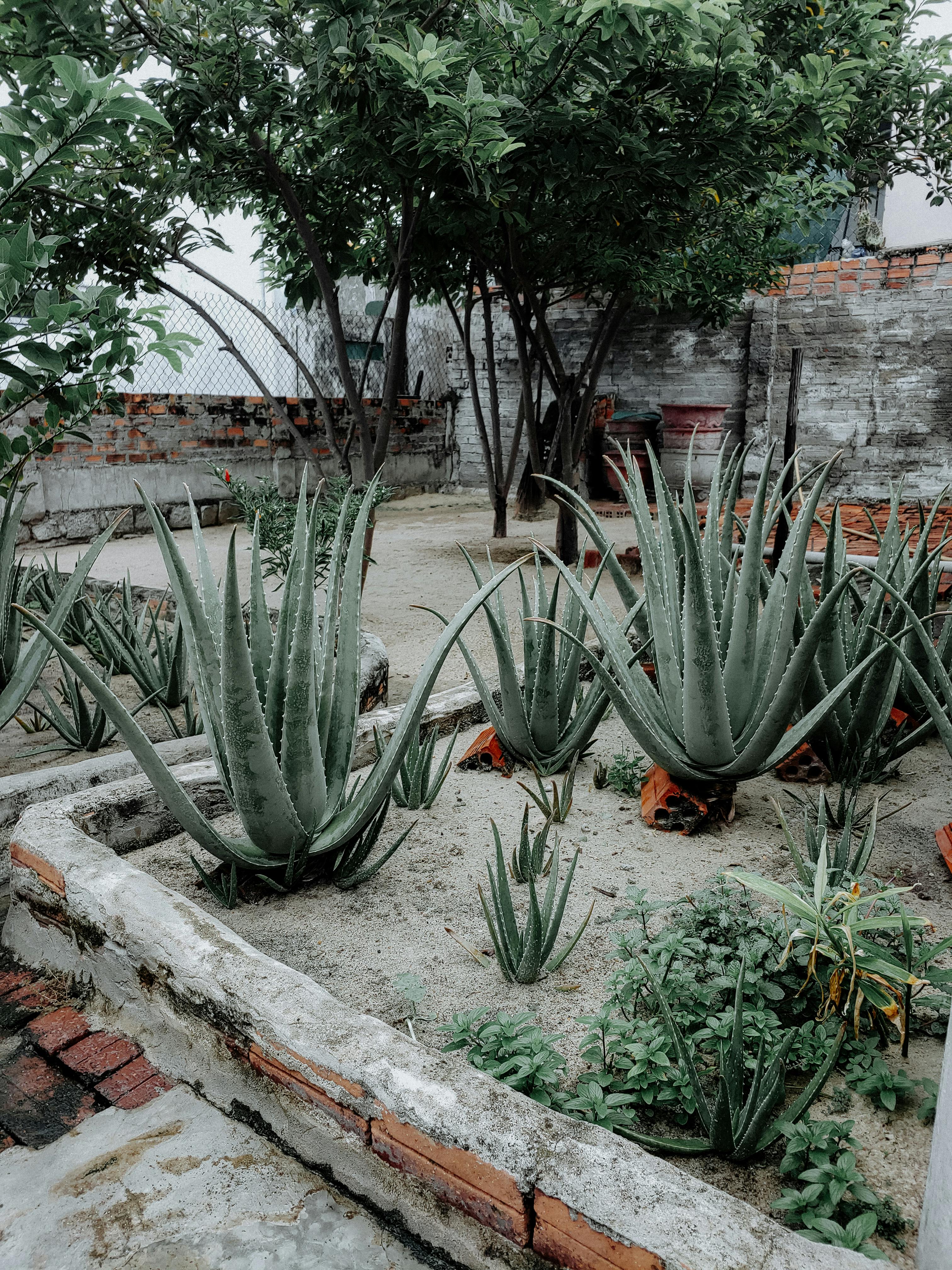 A vibrant urban backyard garden featuring aloe vera plants under lush trees.