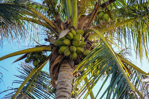 Základová fotografie zdarma na téma kokosová palma, kokosový ořech, palma