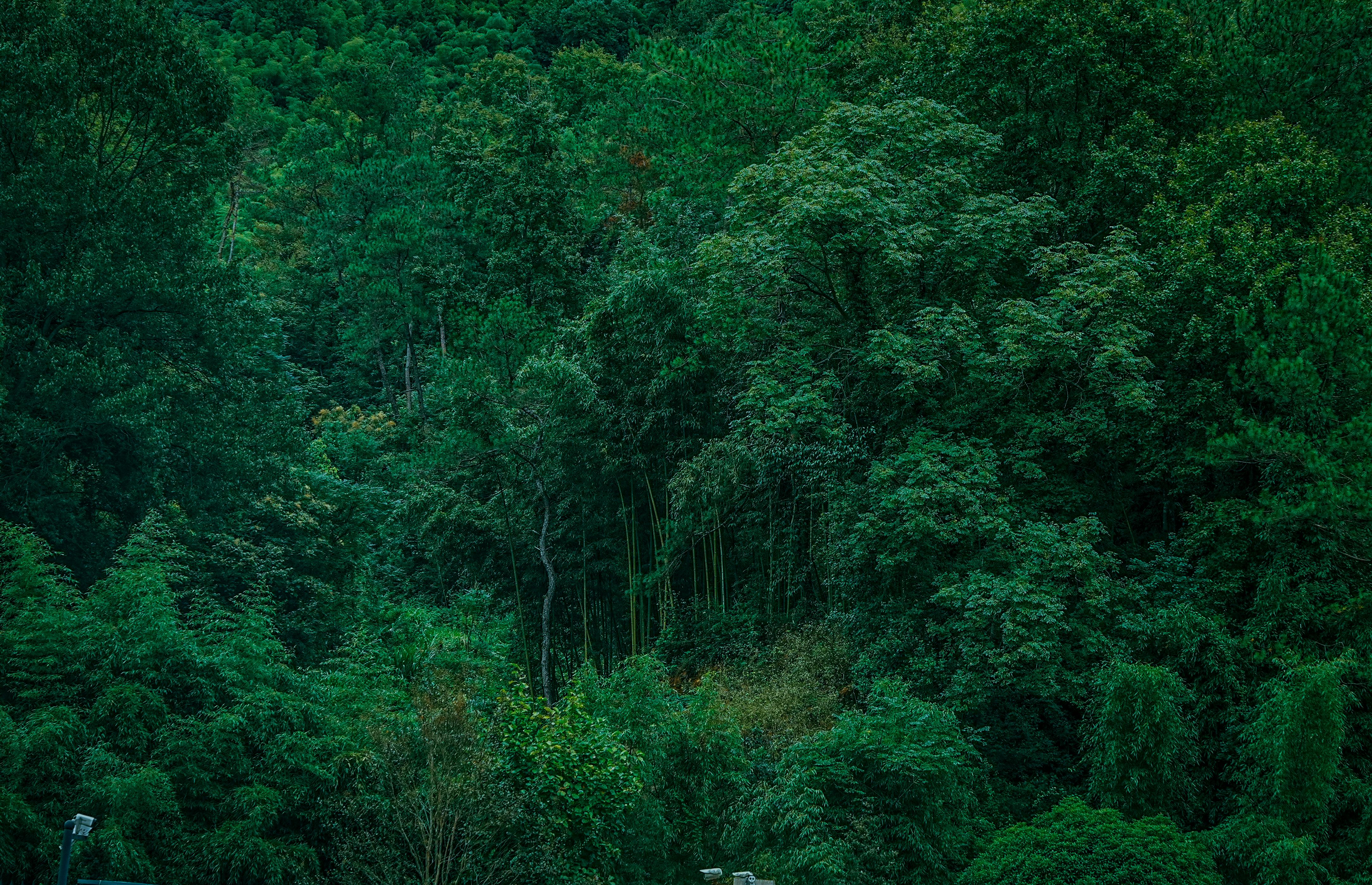 Dense green forest canopy in summer, showcasing natural wilderness.