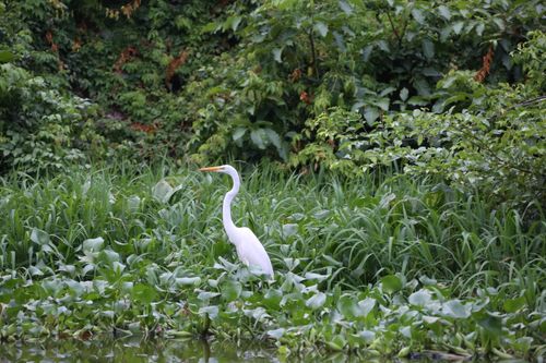 Free A great egret stands gracefully among green foliage in a verdant wetland. Stock Photo