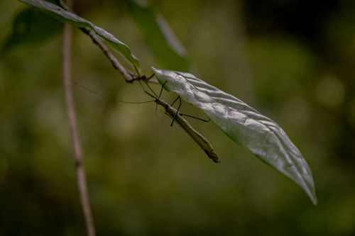 Free Close-up of a stick insect on a leaf in Vitoria, Brazil's lush environment. Stock Photo