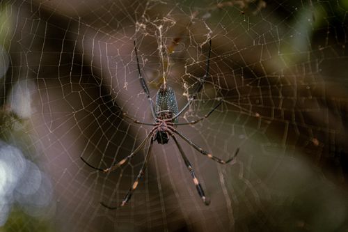 Free Close-up view of a spider resting on its elaborate web, captured in Vitoria, Brazil. Stock Photo