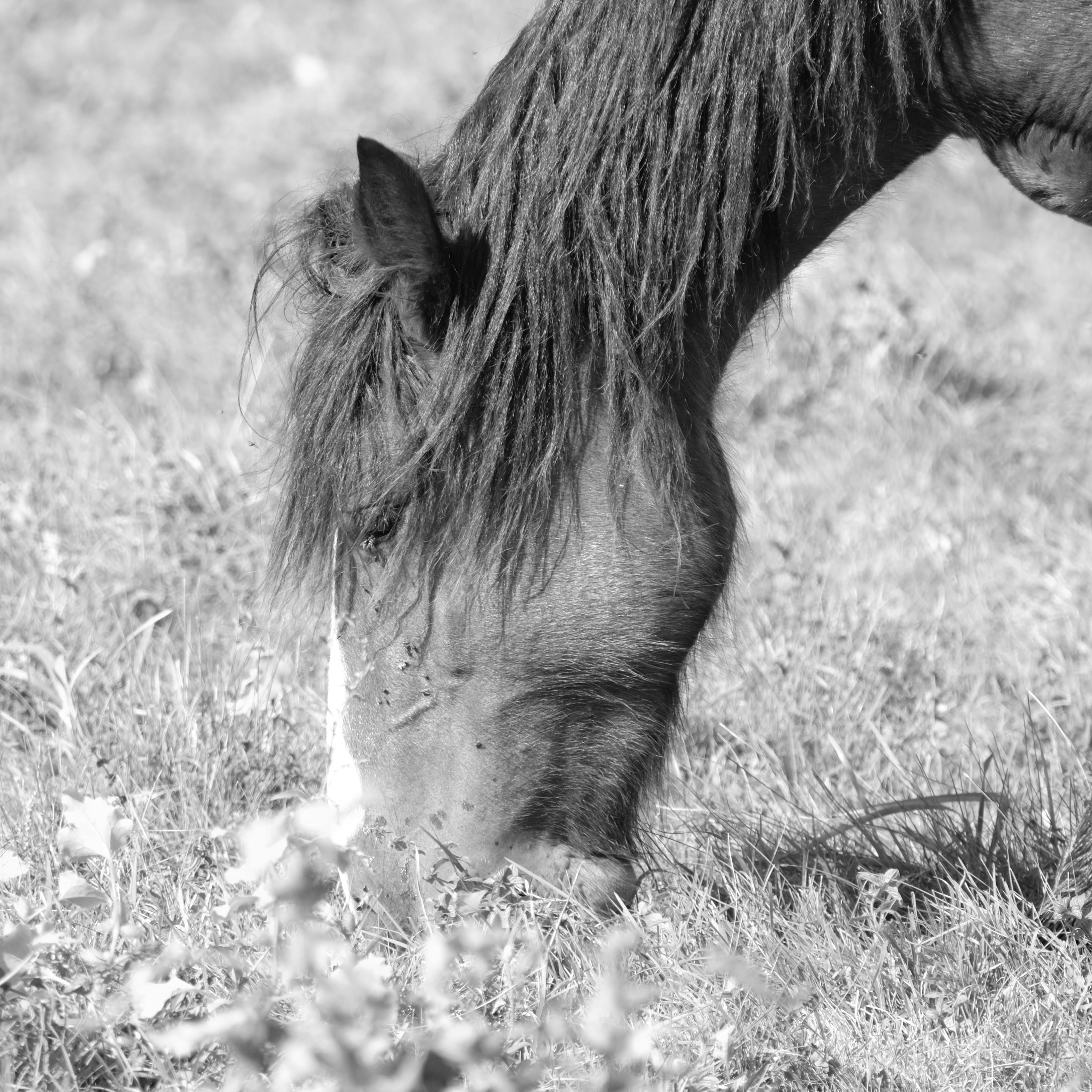 black and white horse grazing in meadow