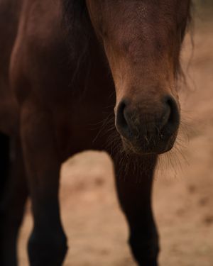 Close-up portrait of a brown horse's face