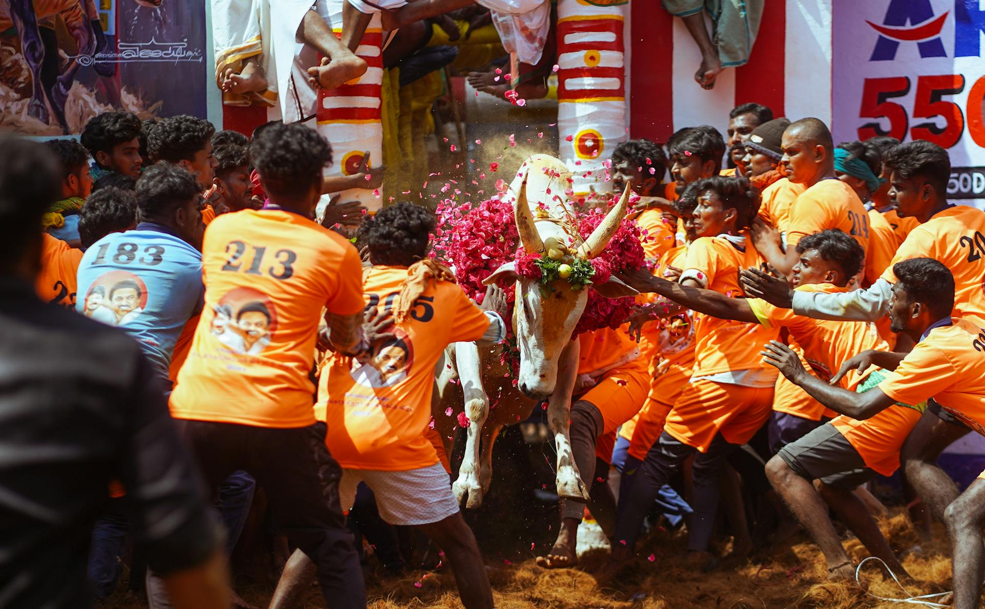 Jallikattu