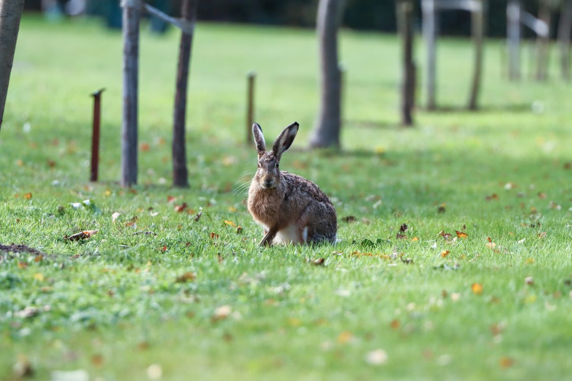 Wild Rabbit In Meadow Wild Rabbit in a Scandinavian Meadow · Free Stock Photo