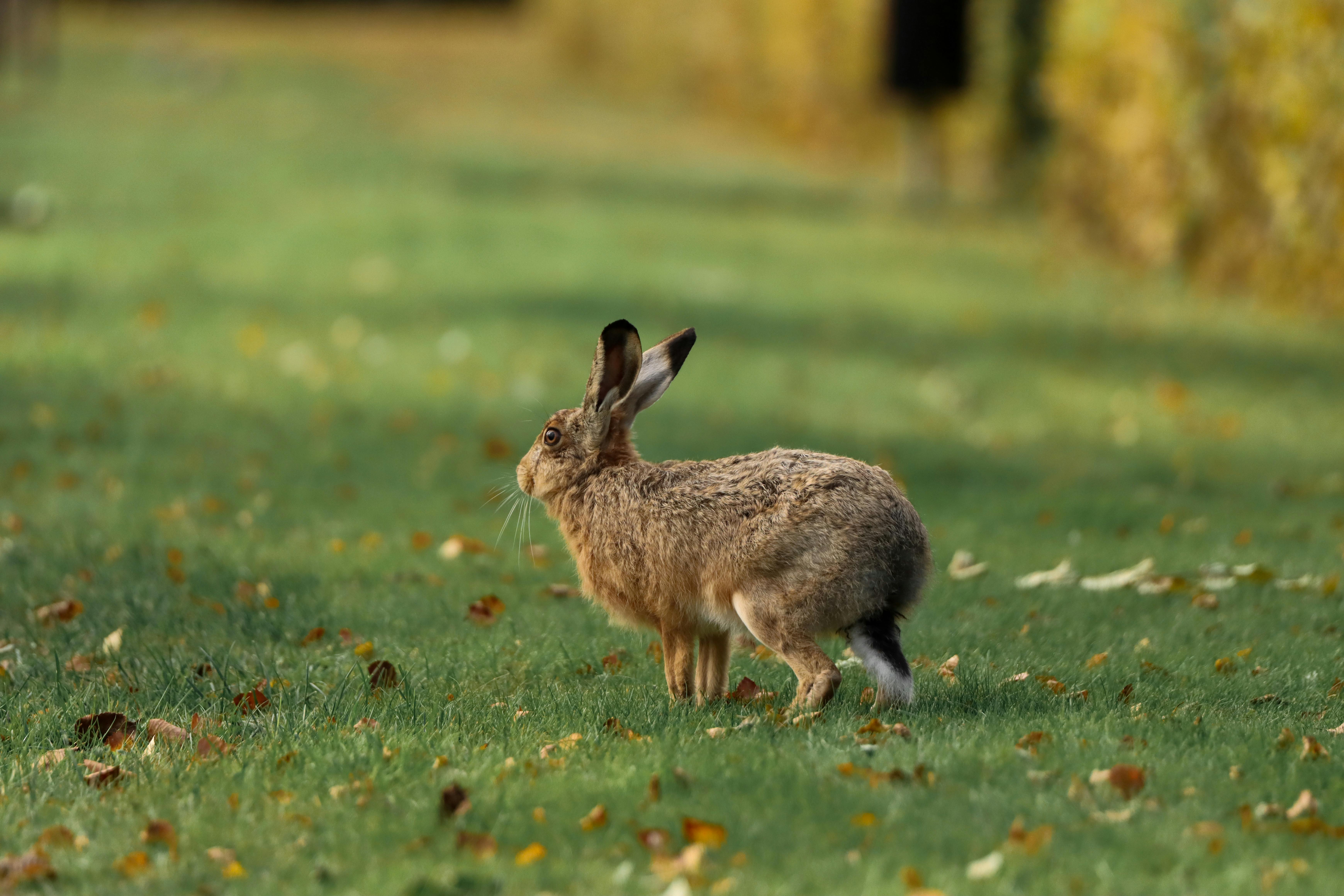 wild rabbit in swedish countryside grassland