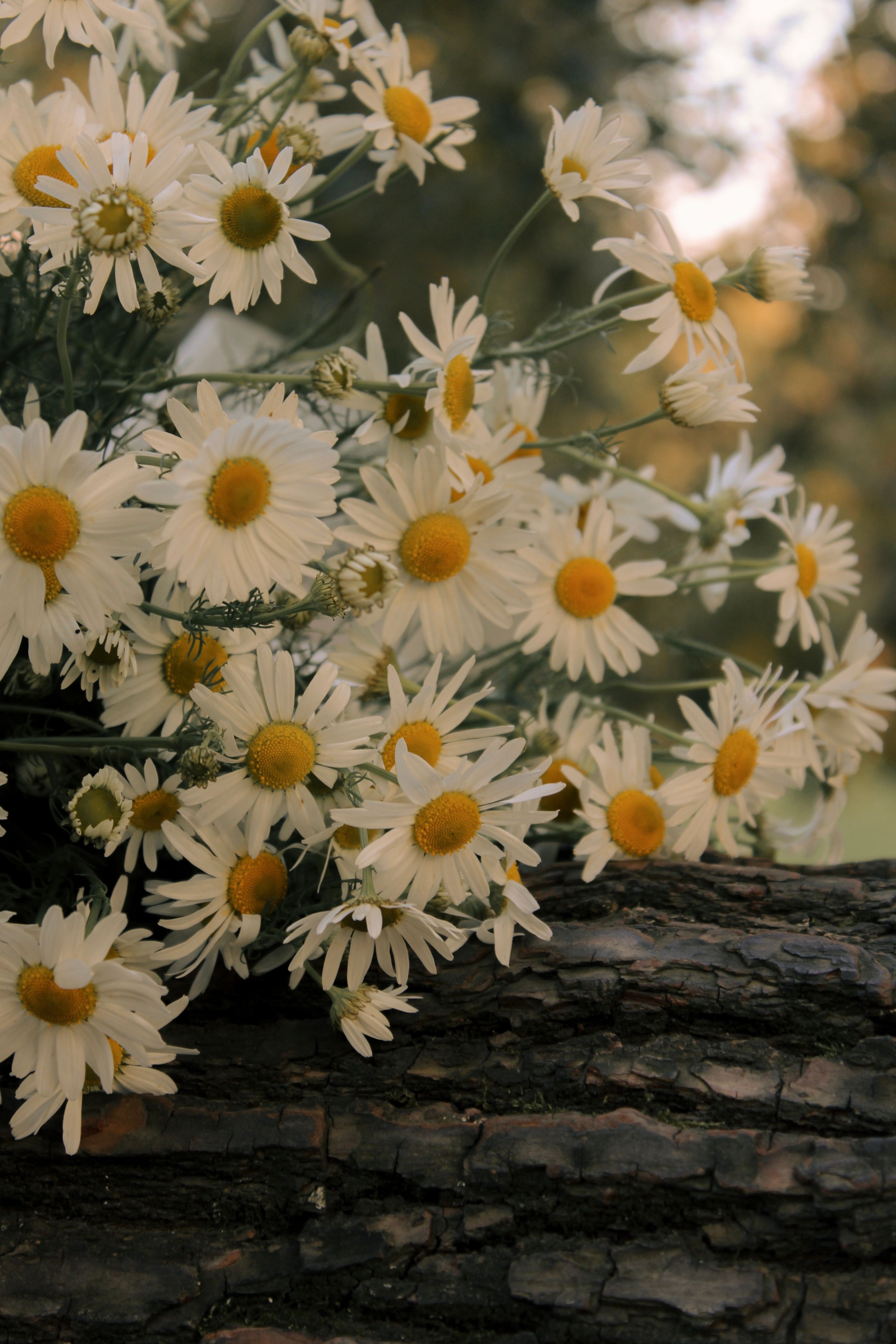 White Daisies on Rustic Log in Nature Setting · Free Stock Photo