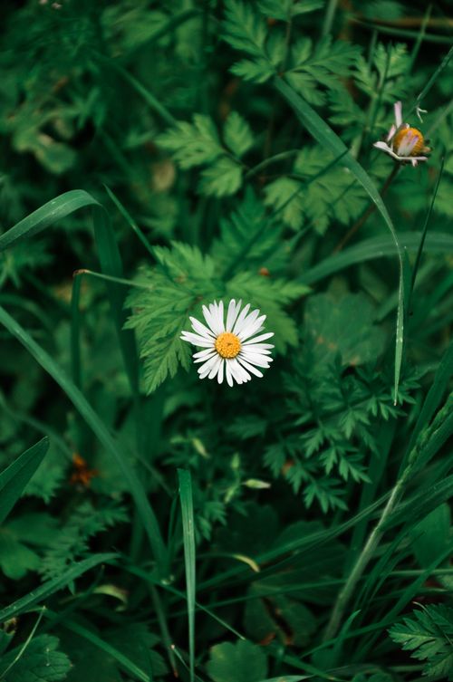 Free A beautiful white daisy blooming amidst vibrant green foliage, showcasing nature's simplicity. Stock Photo