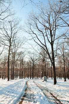 Photos of a winter forest path with bare trees and snow, perfectly capturing tranquil beauty.