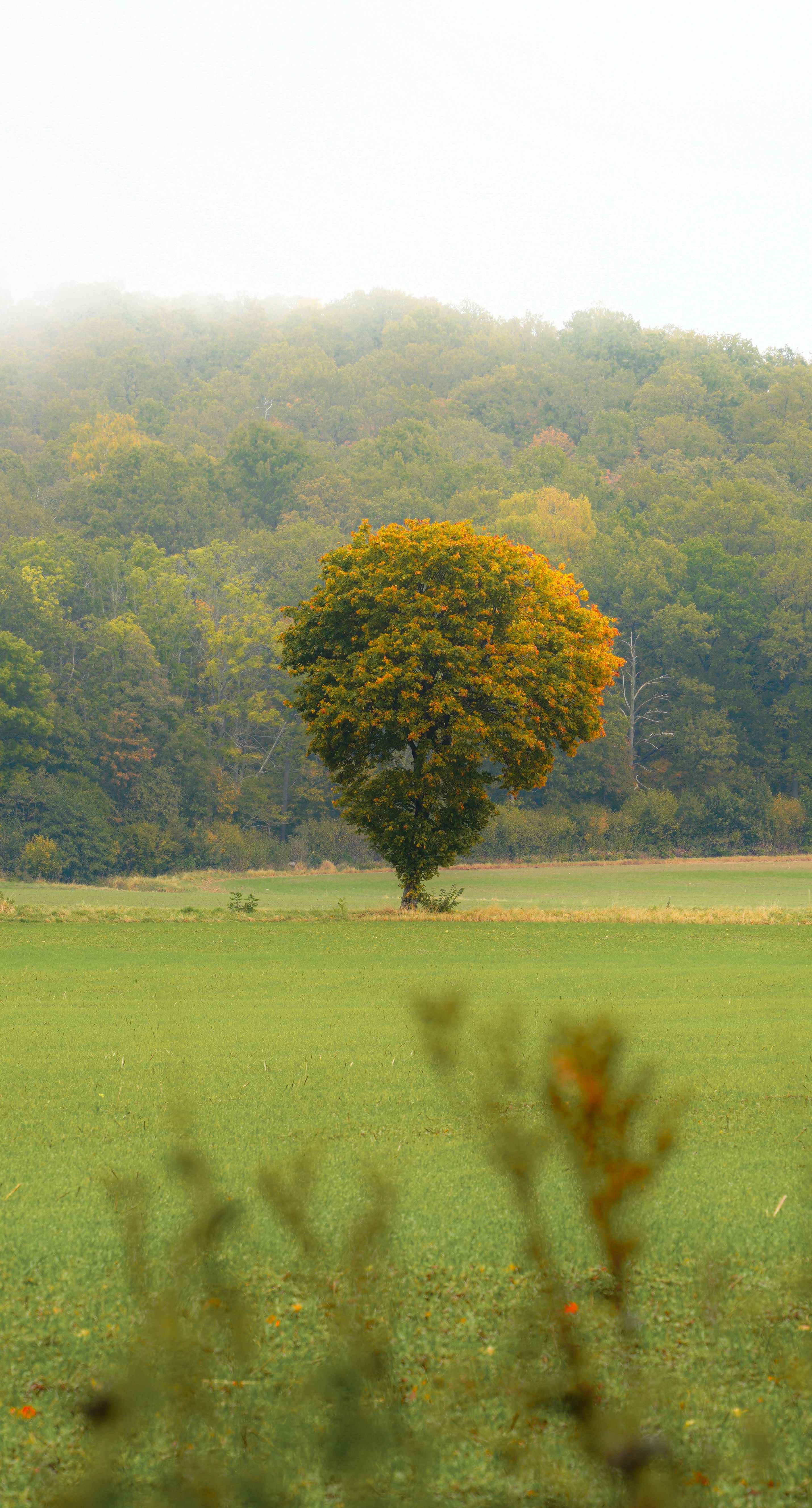 Solitary Tree in Misty Autumn Landscape · Free Stock Photo