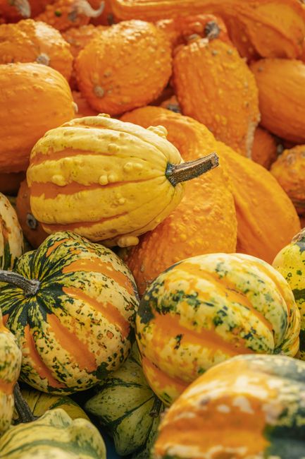 Colorful display of gourds and squash showcasing autumn's bounty. Perfect for fall harvest themes.