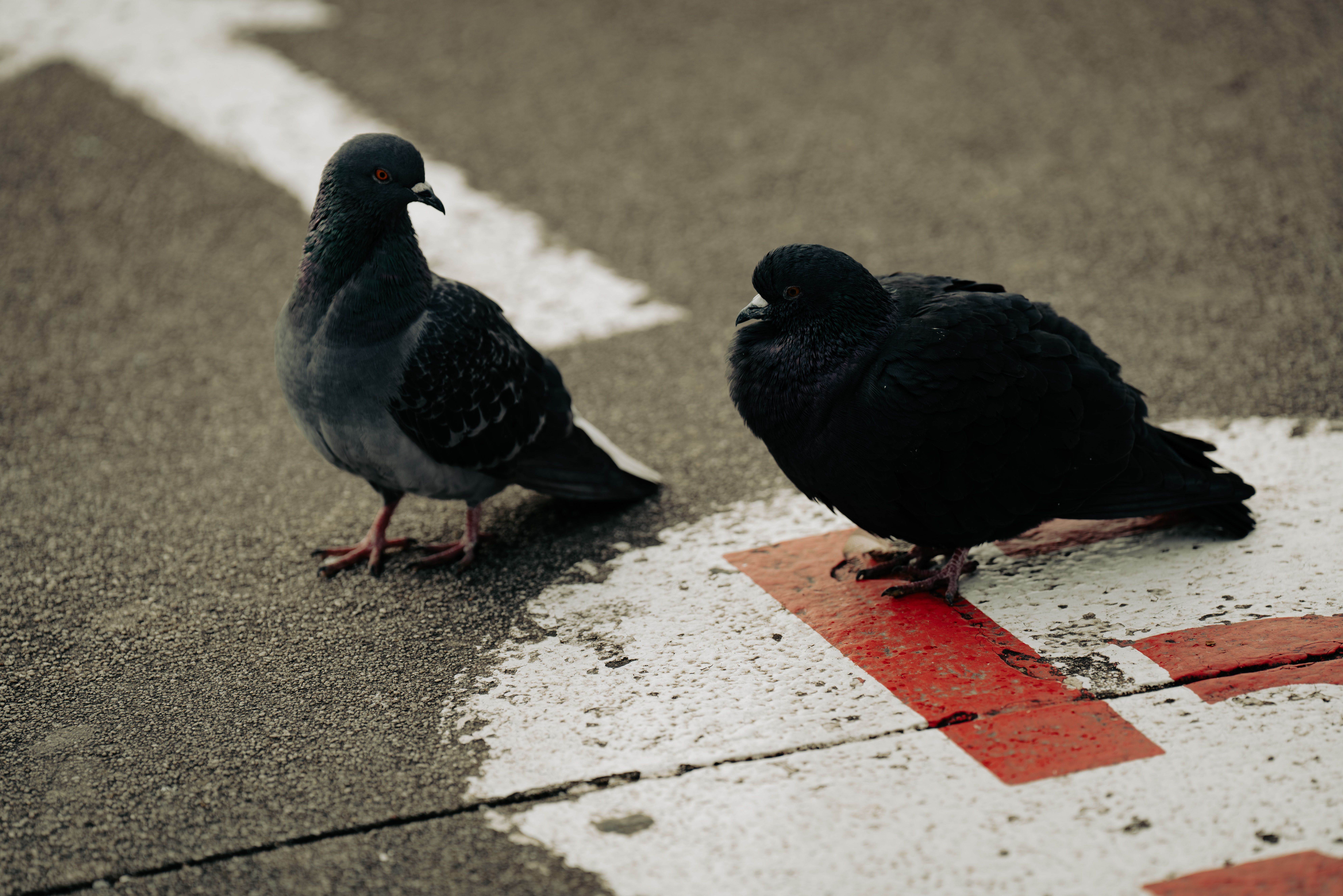 urban pigeons
