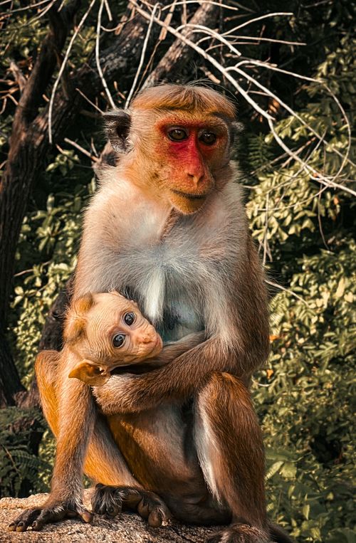 Free A toque macaque mother holding her baby in a forest setting, showcasing wildlife bonding. Stock Photo
