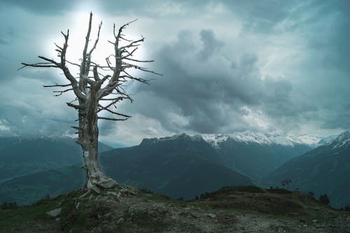 Безкоштовне стокове фото на тему «cloudd, голі дерева, гора»