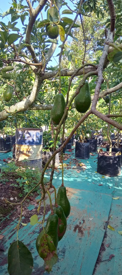 Free avocado Stock Photo