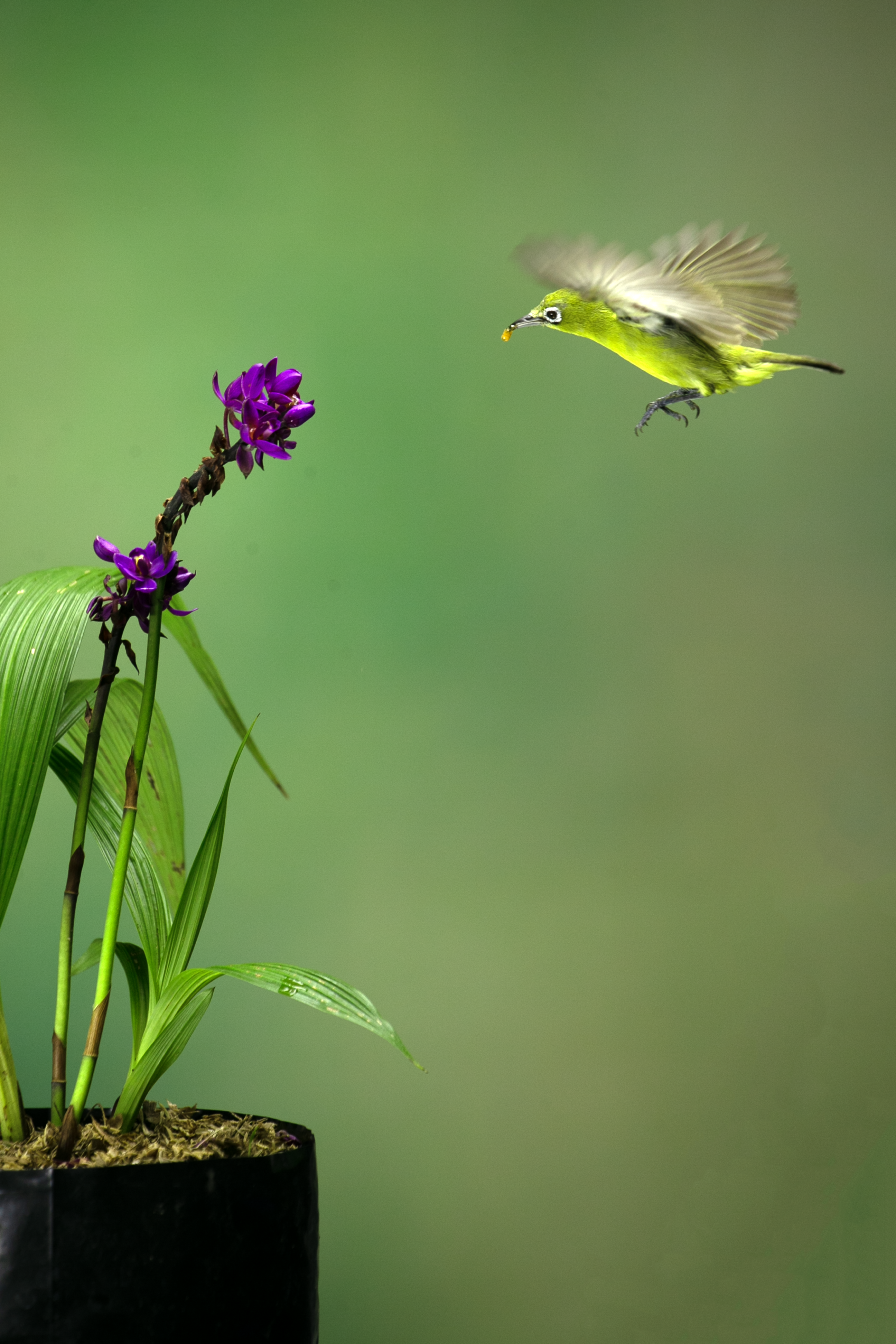 Plant And Bird Interaction Photos, Download The BEST Free Plant And ...