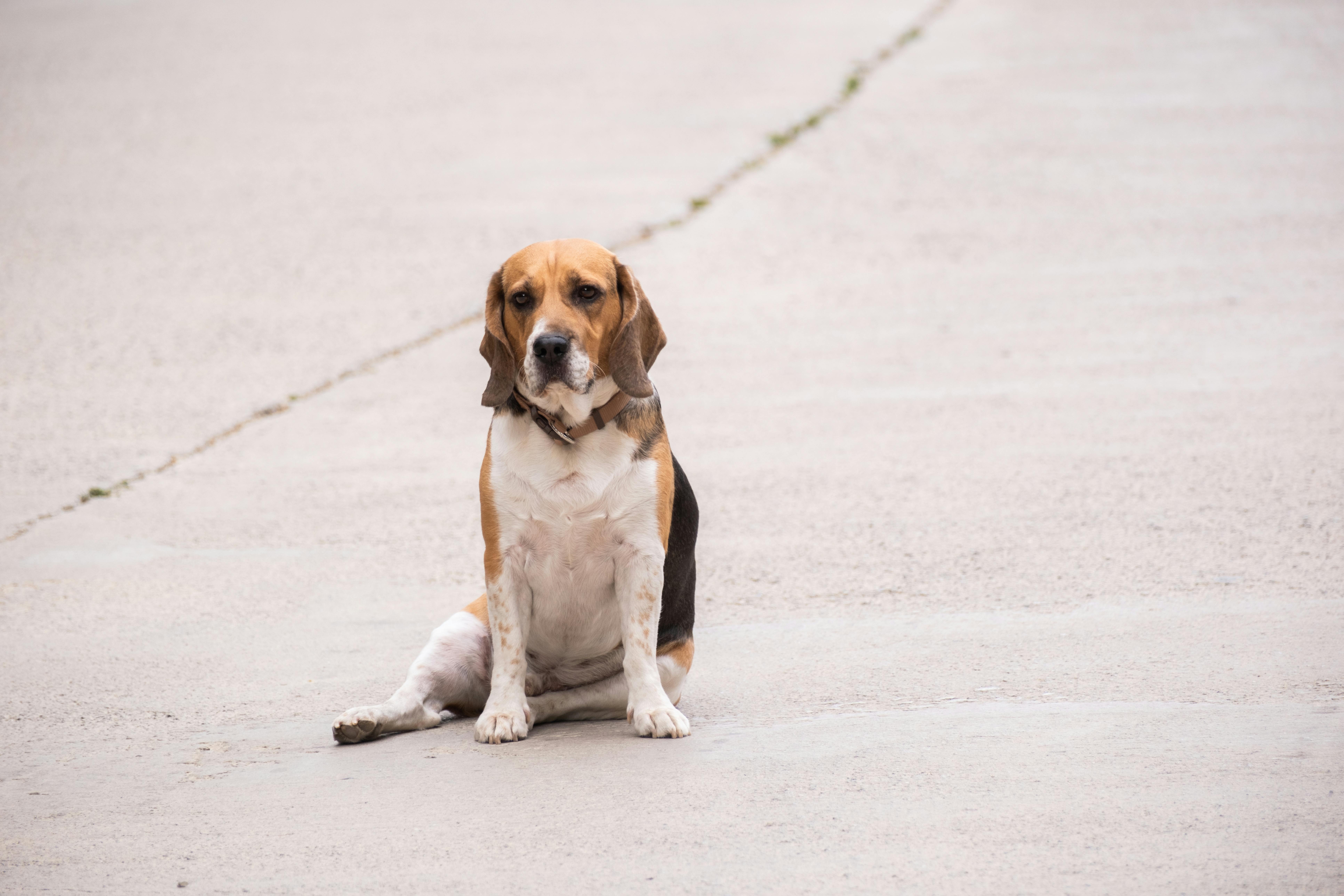 Lonely Beagle Sitting on Empty Pavement Road