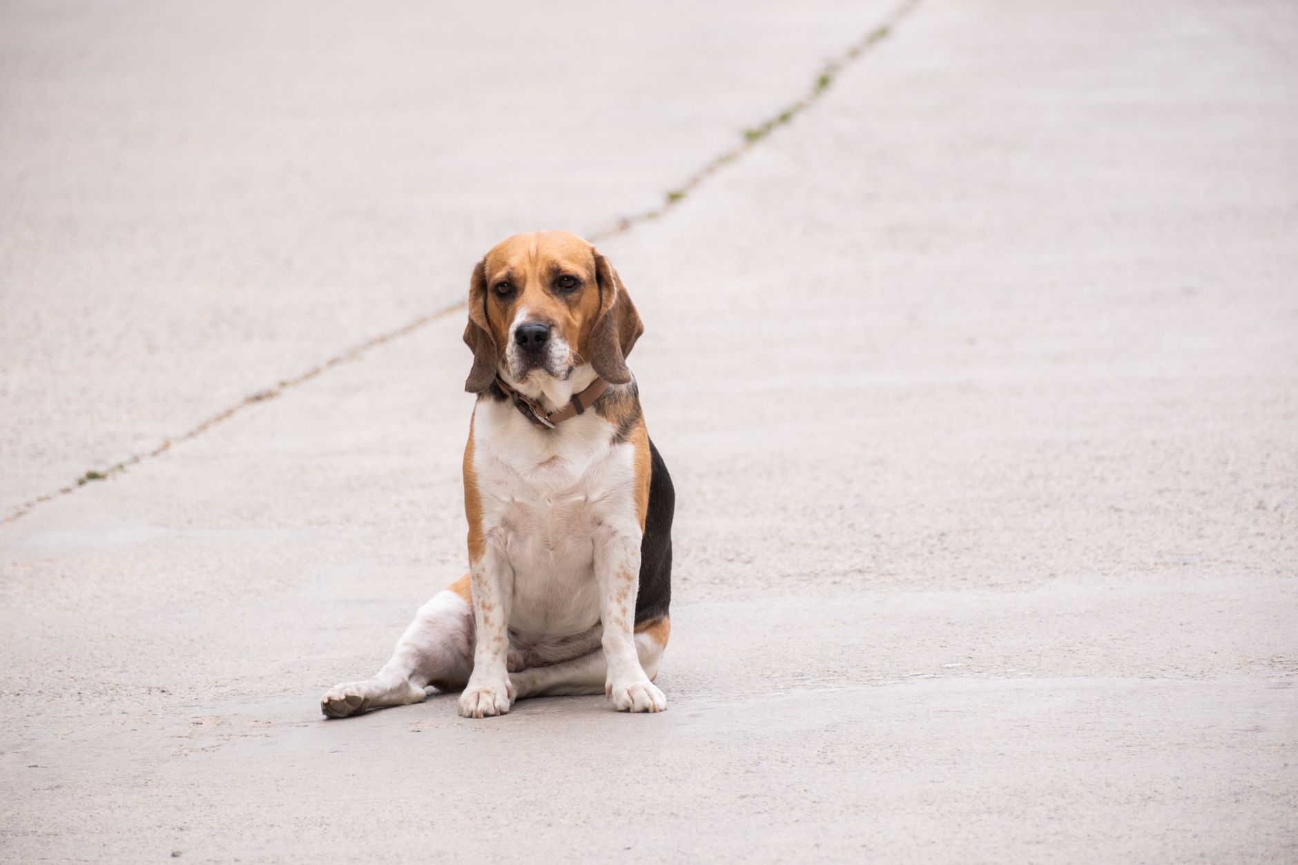 A beagle dog sits alone on a deserted pavement, offering ample copyspace.
