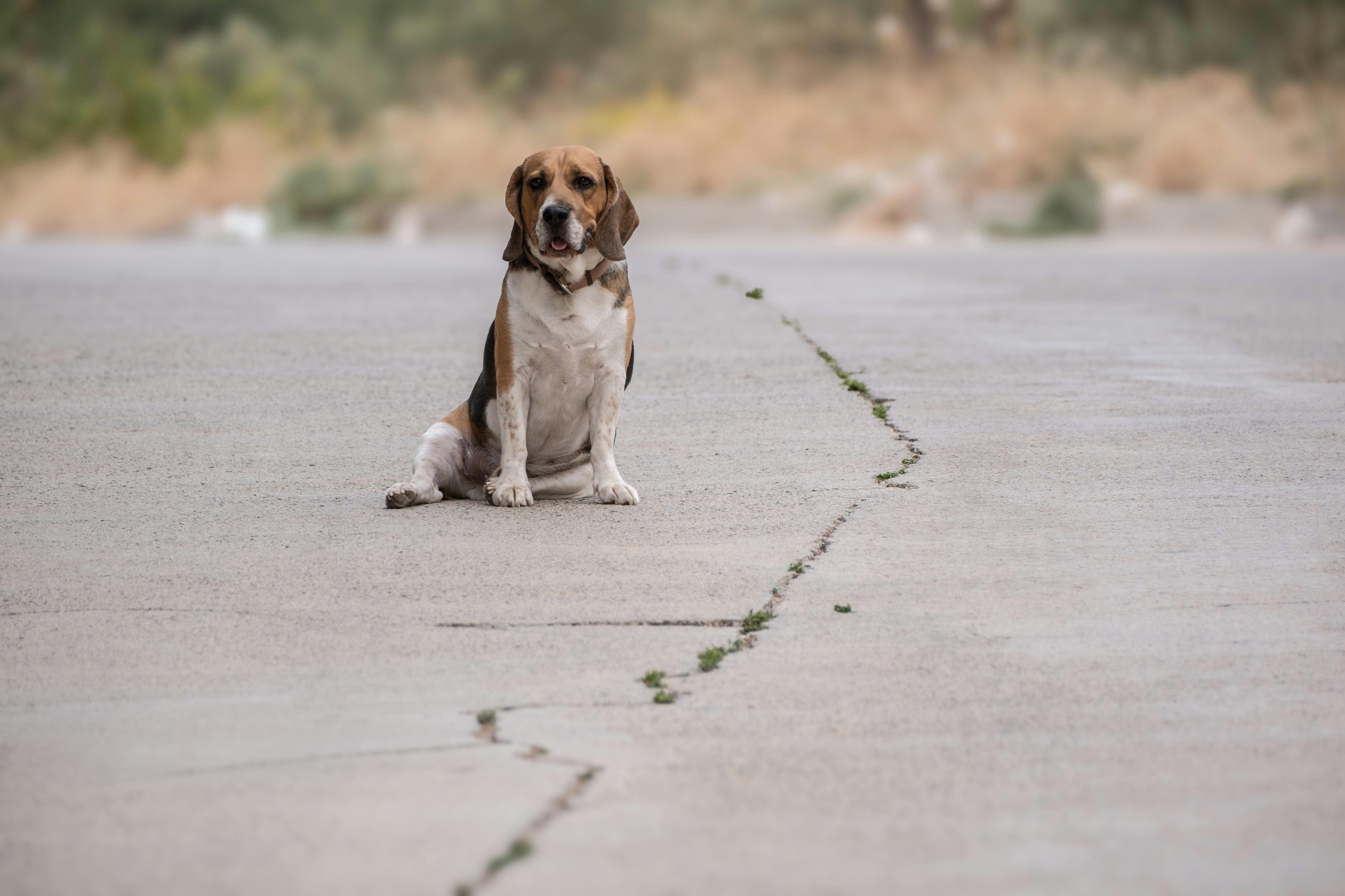 Beagle Sitting on an Empty Road Outdoors