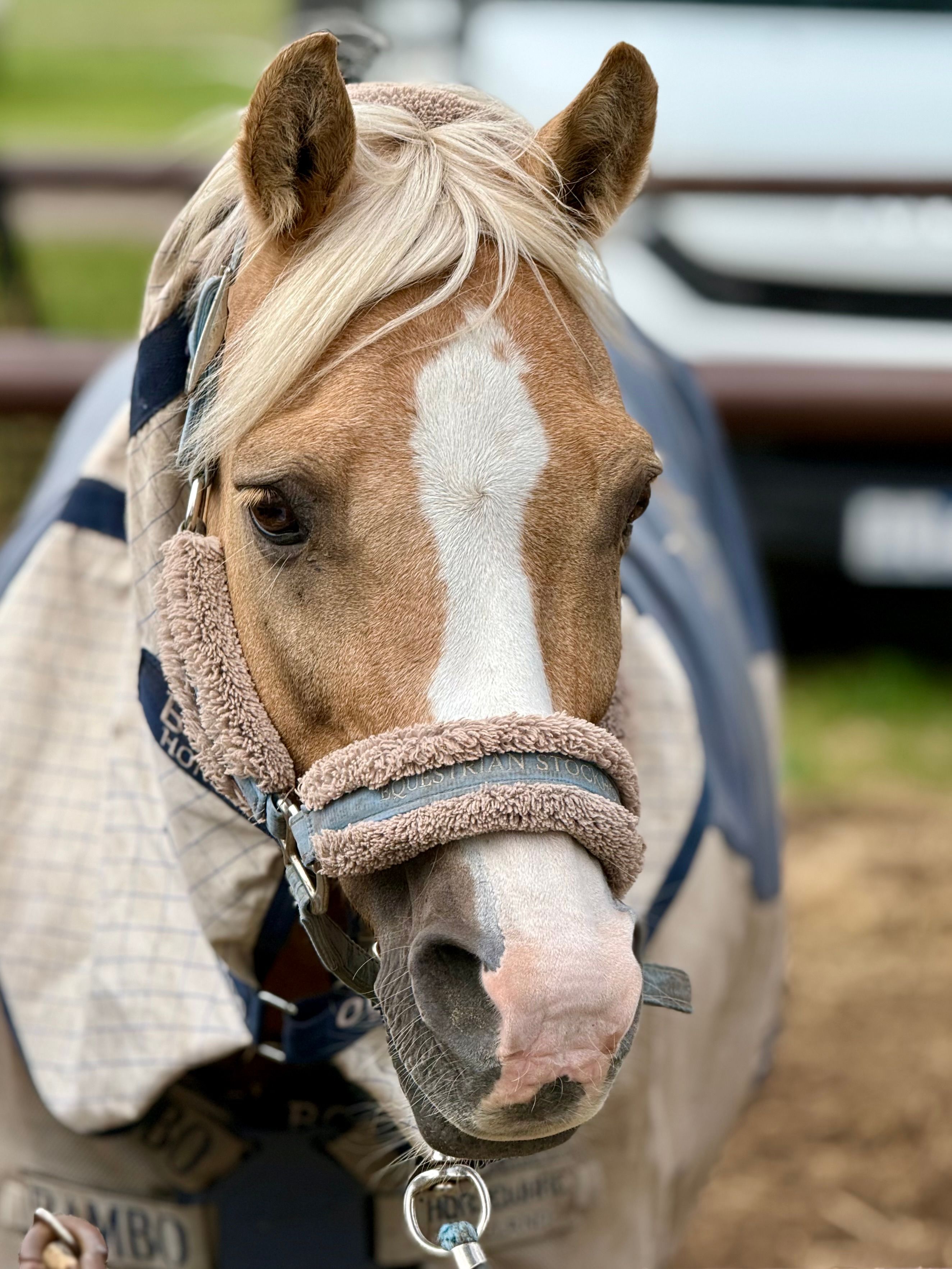 Close-up portrait of a blonde horse with distinctive white markings and bridle outdoors.