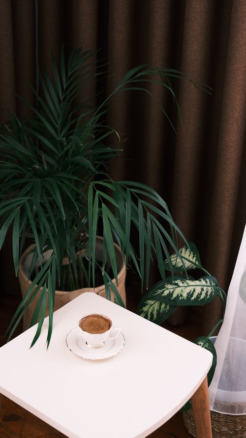 Free A cozy indoor setting featuring a cup of coffee on a table with lush green houseplants. Stock Photo