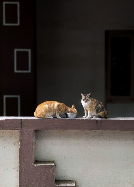 猫粮