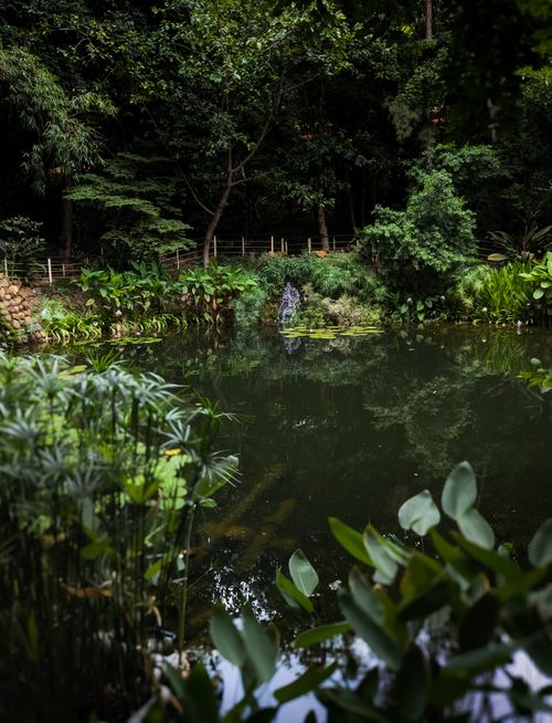Free A tranquil forest pond surrounded by dense greenery and lush aquatic plants reflecting nature's calmness. Stock Photo