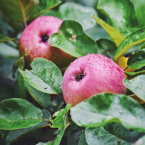 Free stock photo of after the rain, apple, garden