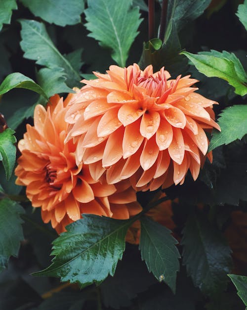 Free stock photo of after the rain, floral, flowers