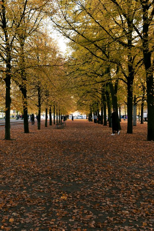 Free Explore a picturesque Berlin street with golden autumn trees and fallen leaves creating a tranquil scene. Stock Photo