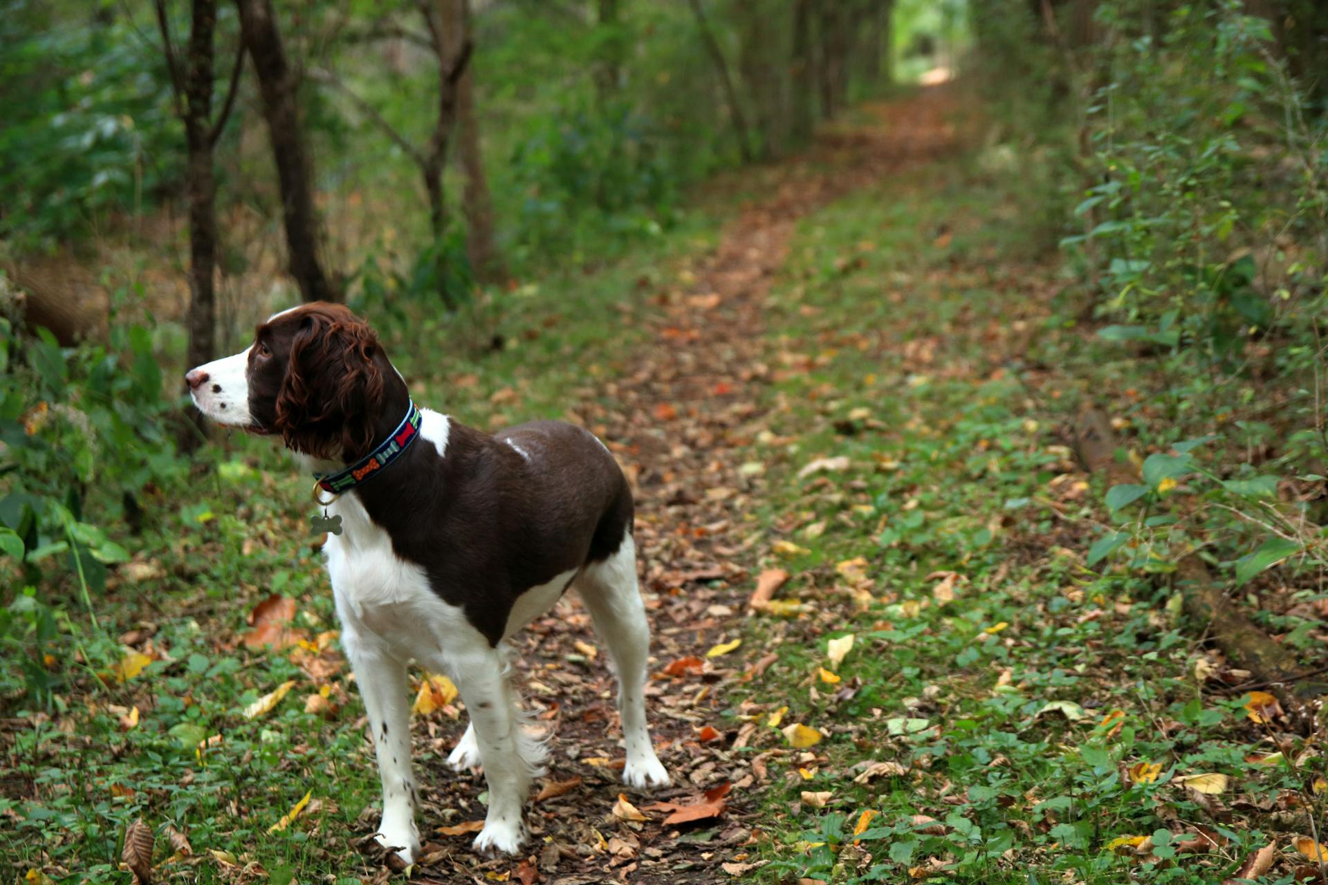 Fall Hiking With A Faithful Companion