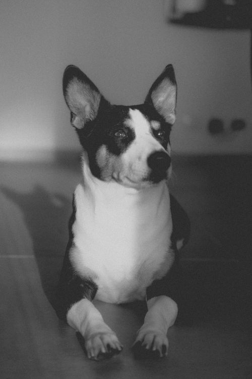 Free Charming black and white photo of a dog indoors, highlighting natural light and shadow contrast. Stock Photo