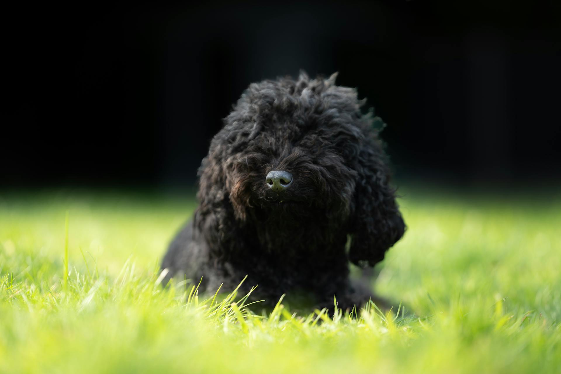 Black Poodle Relaxing in the Lush Greenery